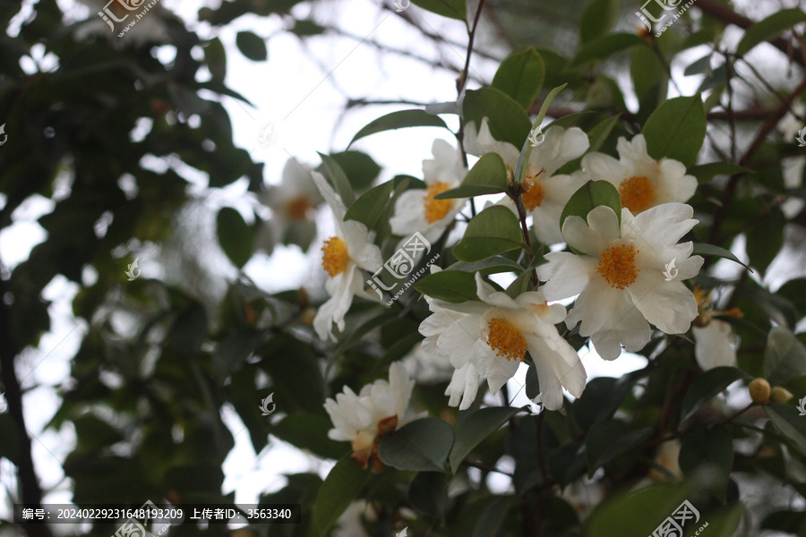 白色野生山茶花