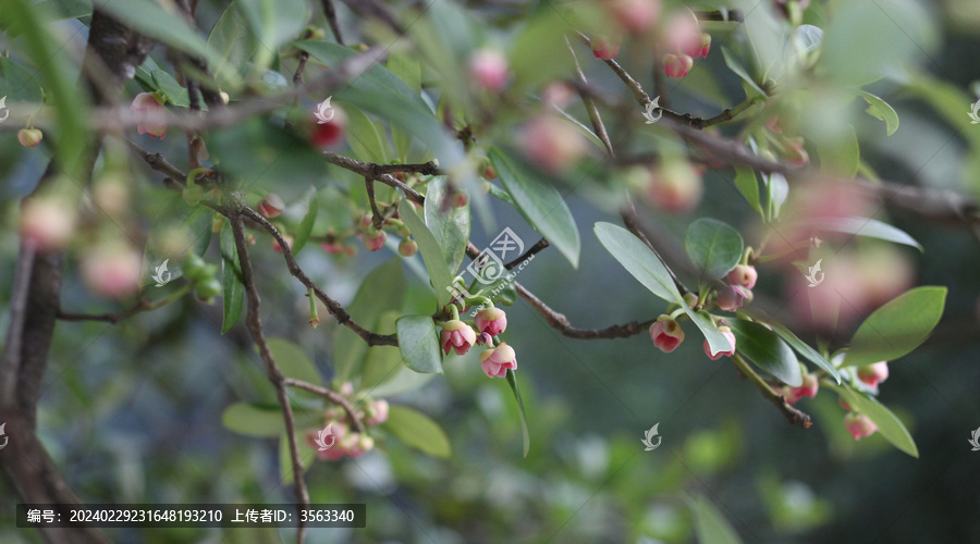 八角花茴香花