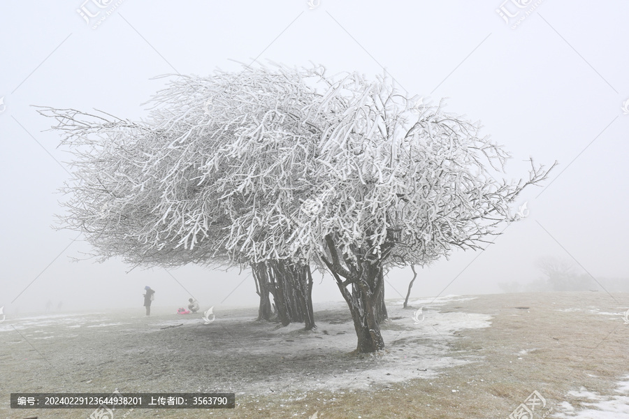 雪树