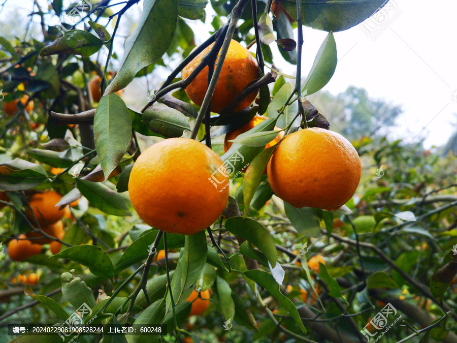 挂在枝头上的橘子