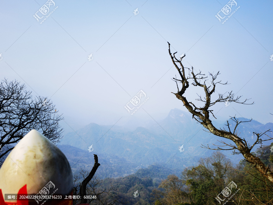 青城山山顶古树干