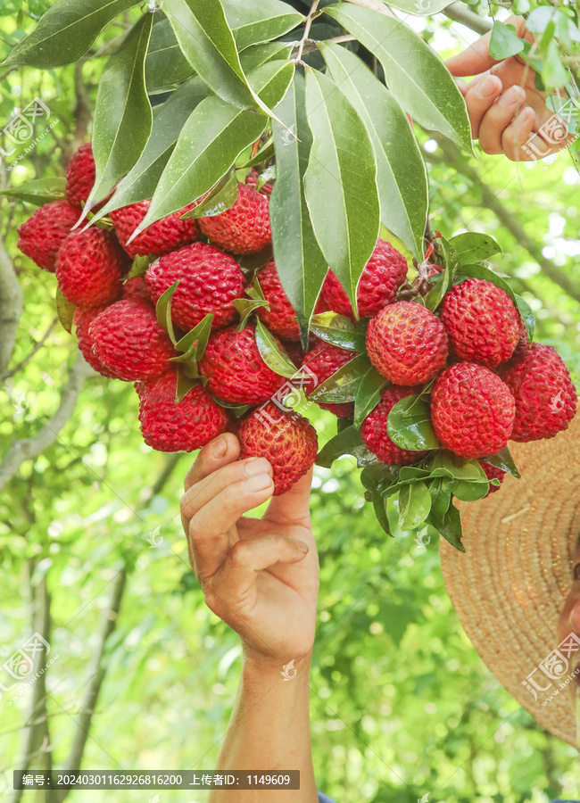 荔枝王