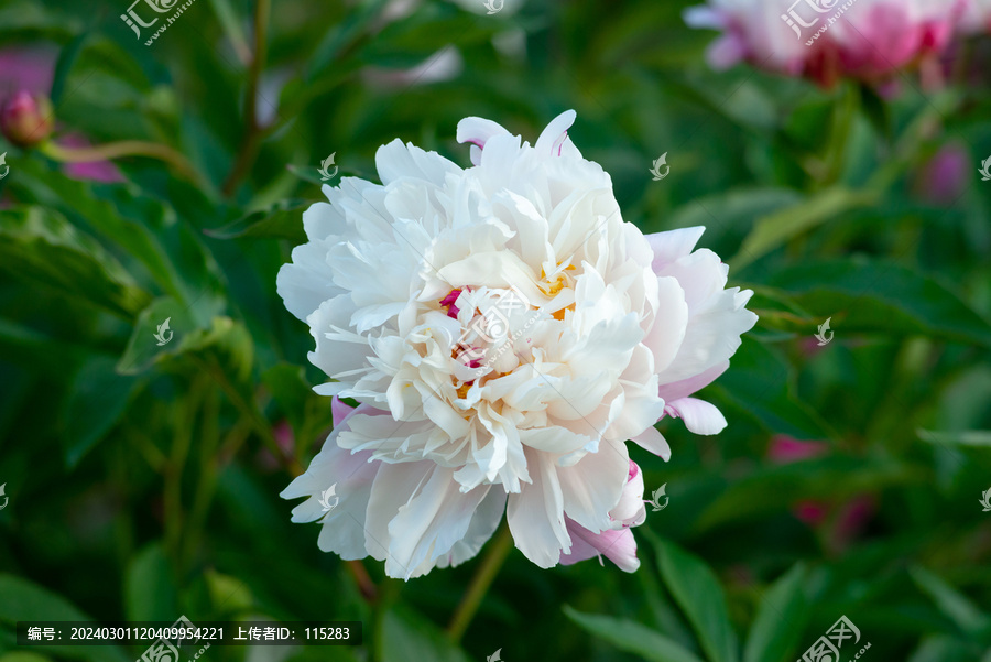 芍药花