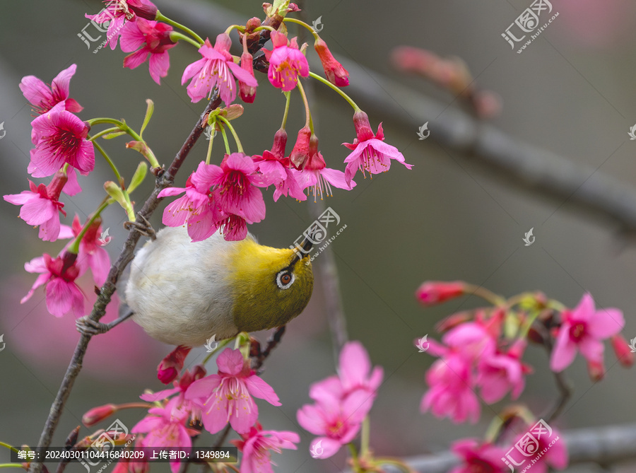 枝头上的小鸟