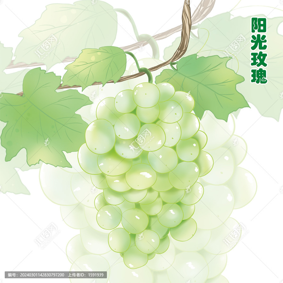 手繪陽光玫瑰包裝插畫