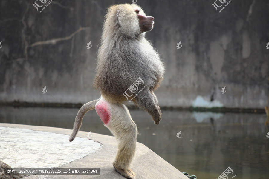 上海动物园生活一群阿拉伯狒狒