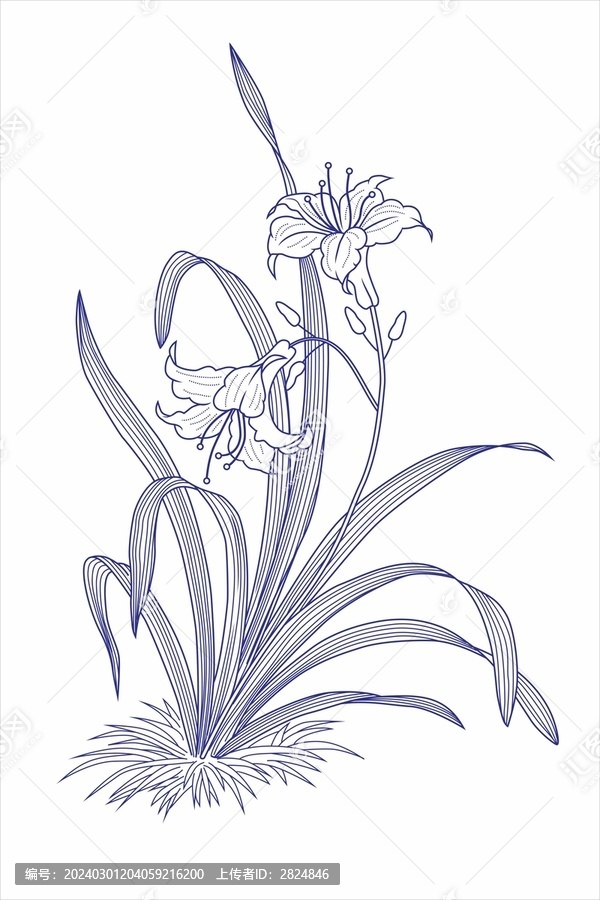萱草花