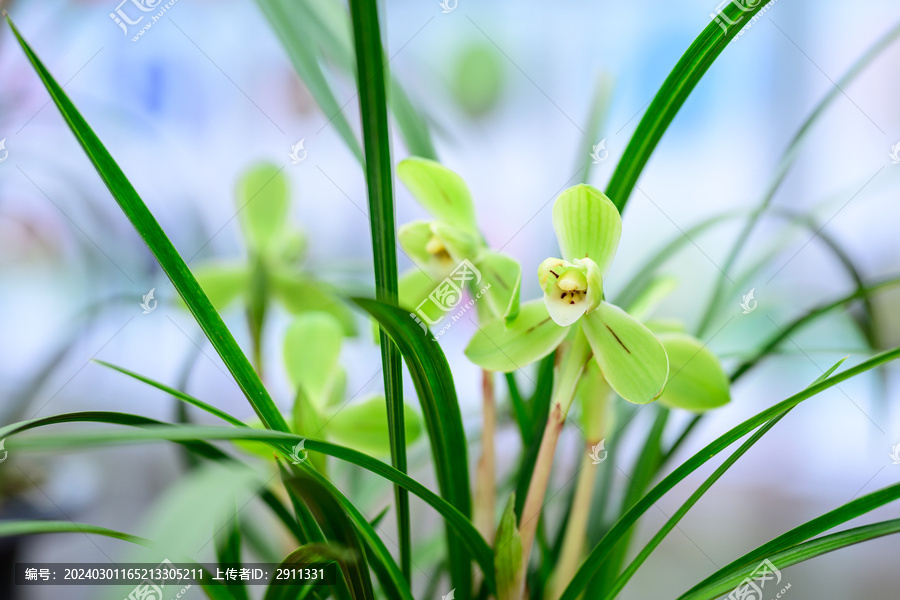 兰花兰草春兰开花