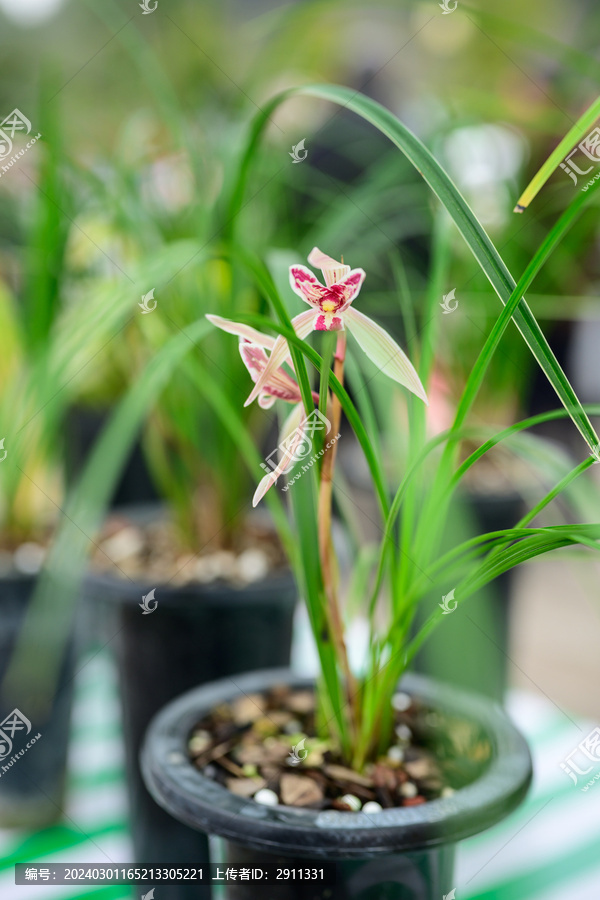 兰花兰草春兰开花