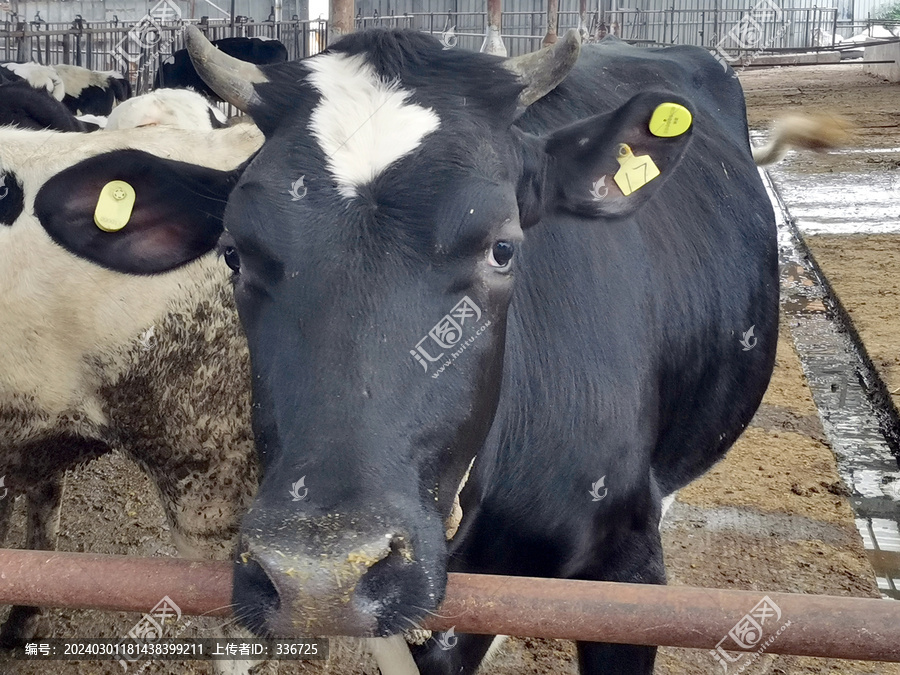 养殖场圈养的肉牛