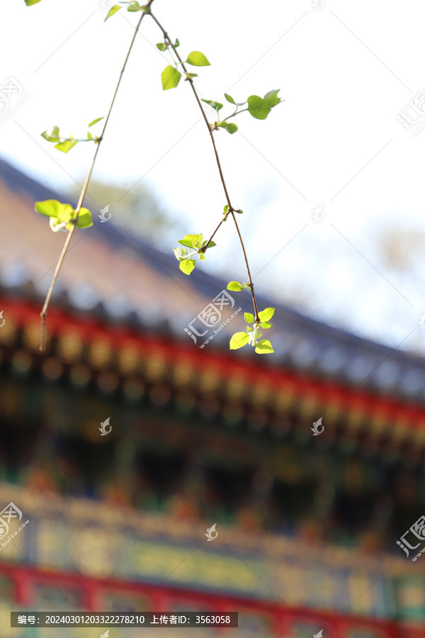 北京故宫建筑花草