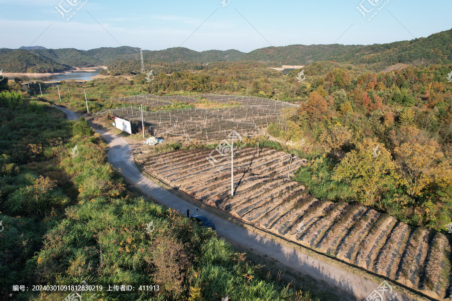 蓝莓种植基地