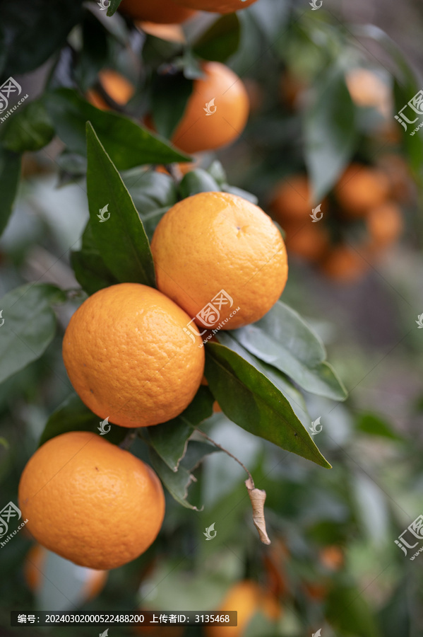 挂在树上的成熟的沃柑橙子橘子