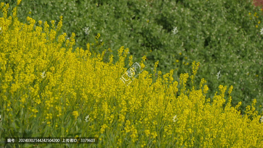 油菜花