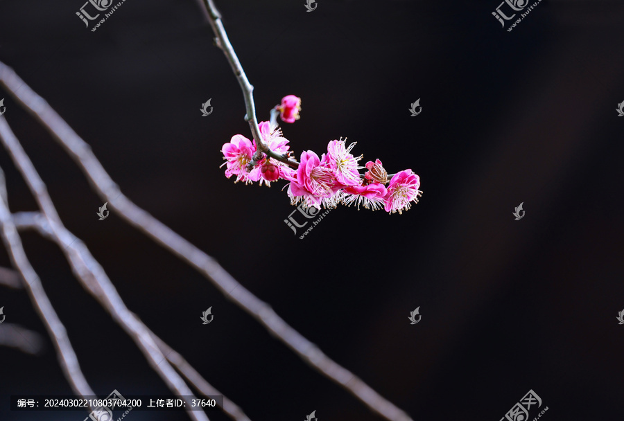 梅花枝条