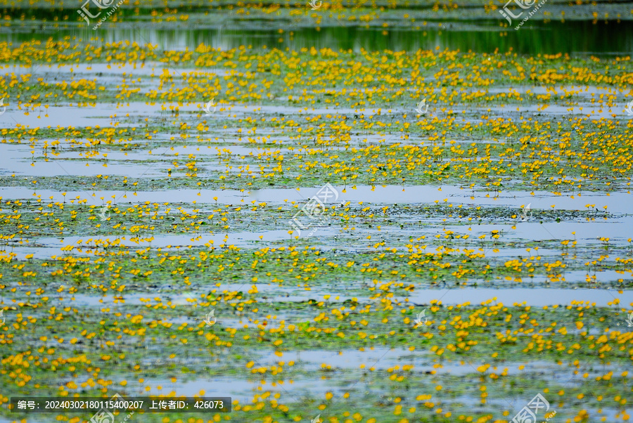 河流中漂浮的黄荇菜