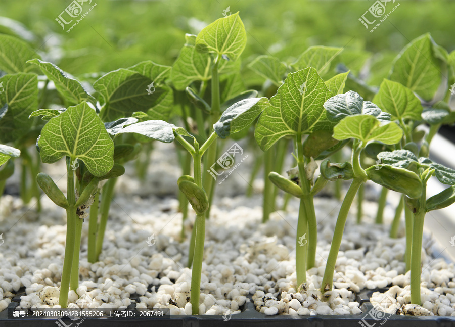 苗床上的芸豆幼苗