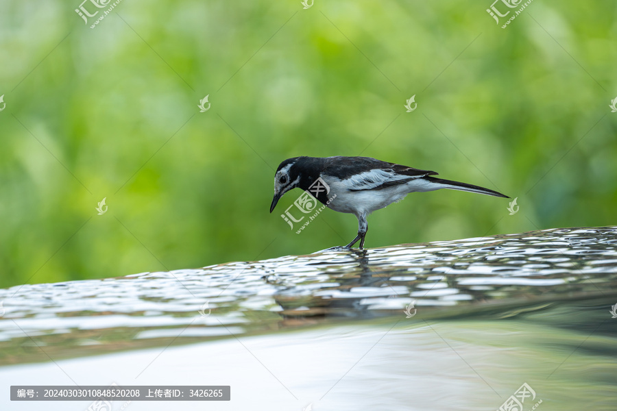 在水里觅食的白鹡鸰