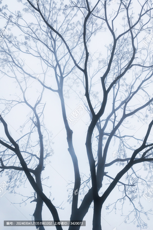 雾天树干枝条柳州古亭山森林公园