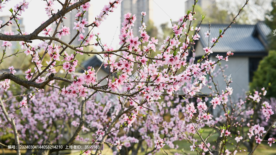 春日桃花