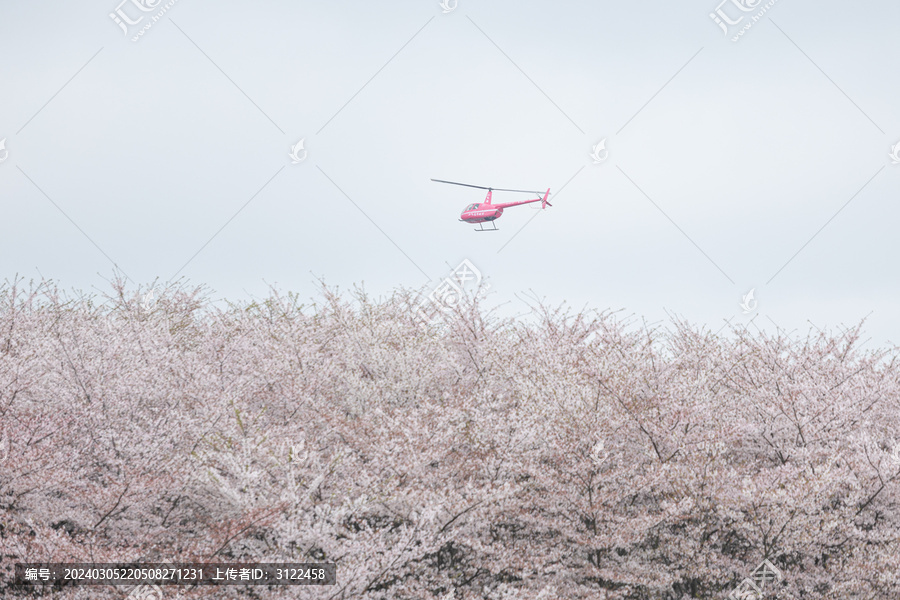 贵州平坝万亩樱花园盛开