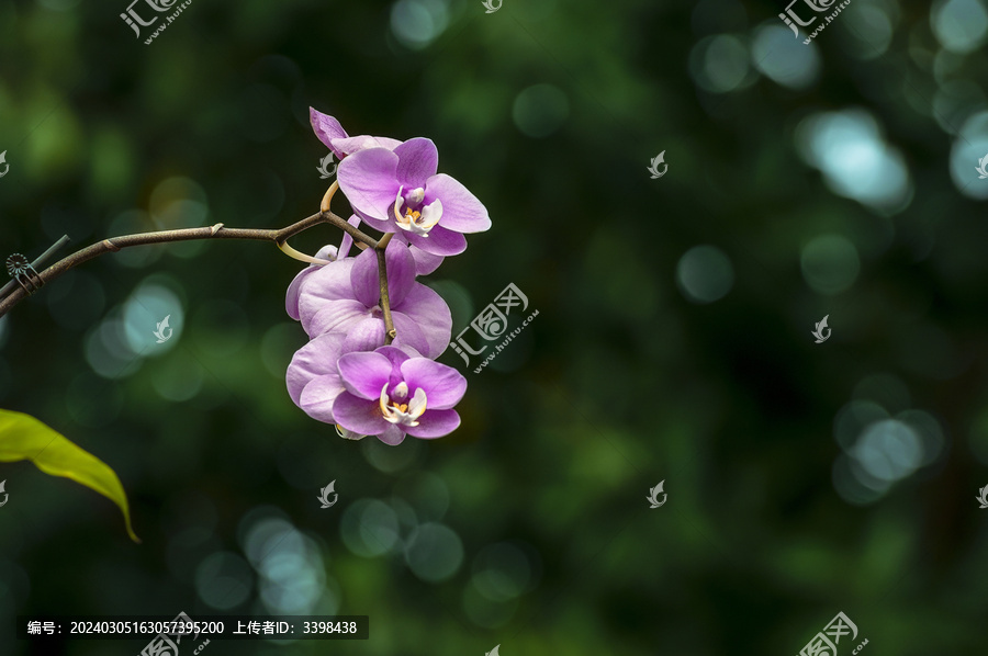 蝴蝶兰粉红白黄芯左边探出