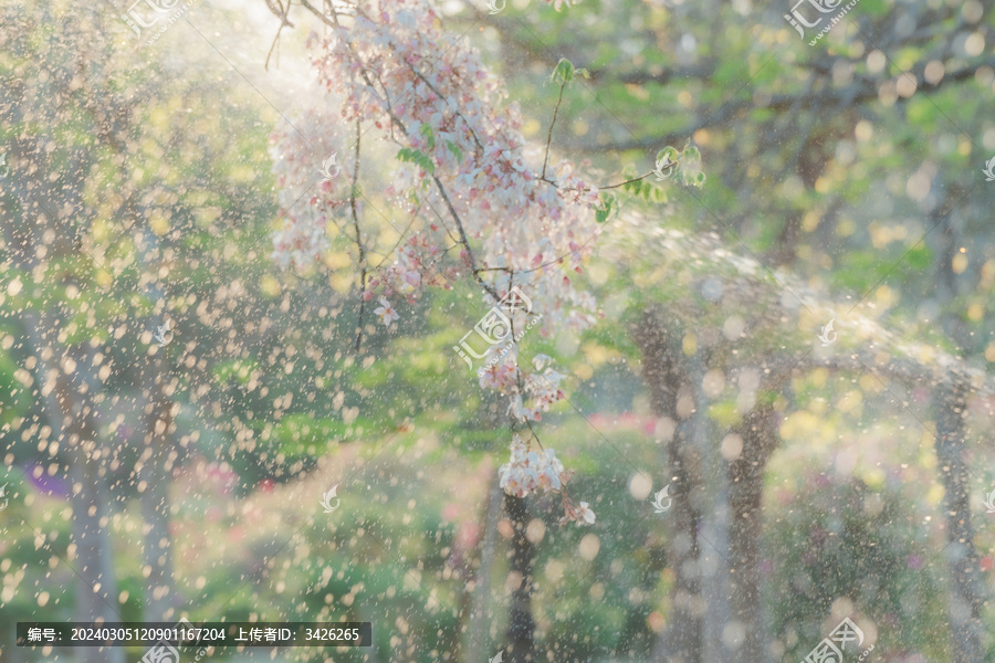 盛开的节荚决明花