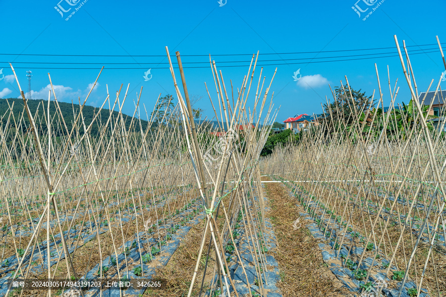 蓝天下的农田风景