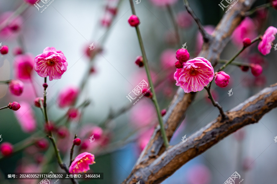 冬天的红色梅花枝