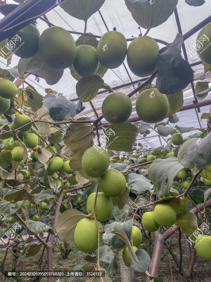 牛奶枣青枣