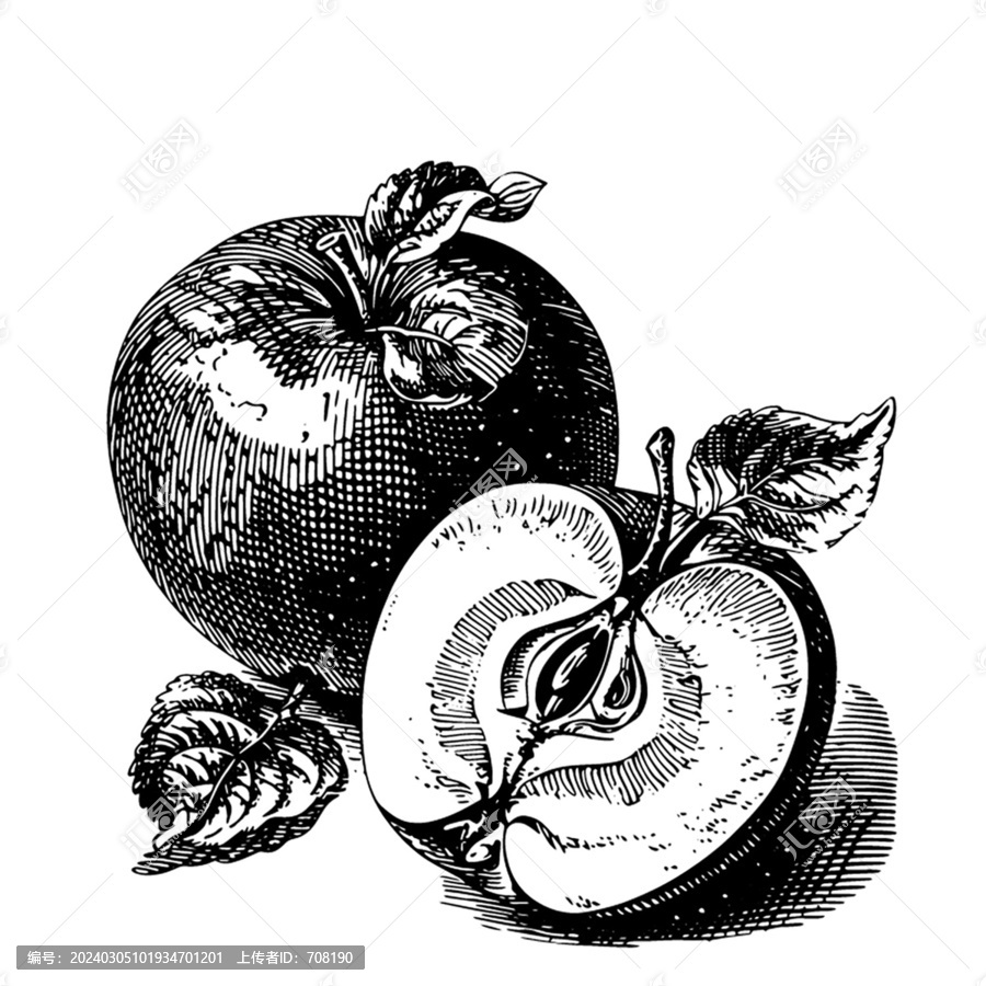 蘋果素描版畫矢量素材
