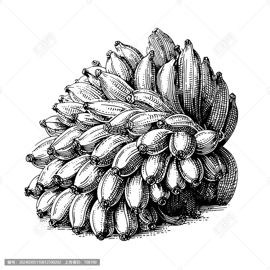 香蕉素描版畫矢量素材