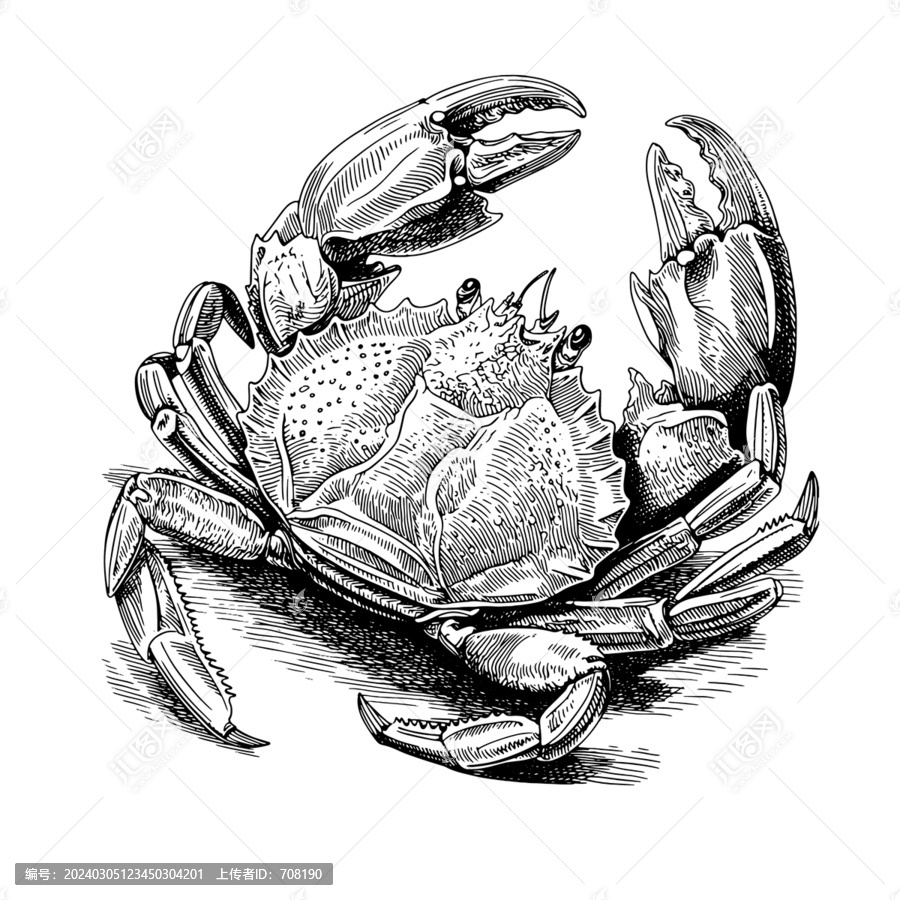 大閘蟹素描版畫矢量素材