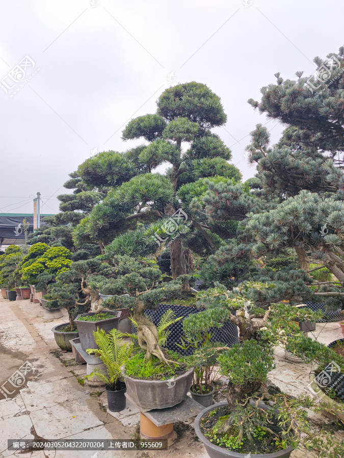 园林绿植花卉