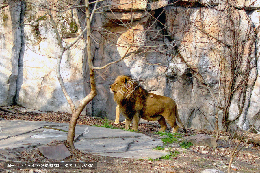 上海动物园狮子馆