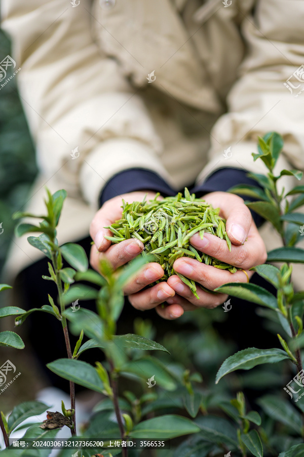 茶叶采茶