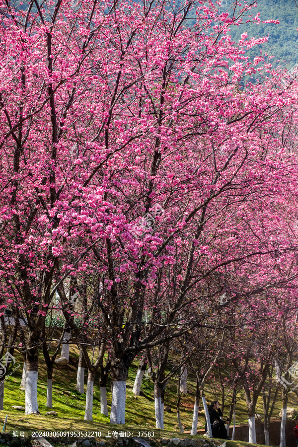 樱花树