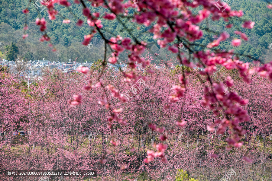 樱花