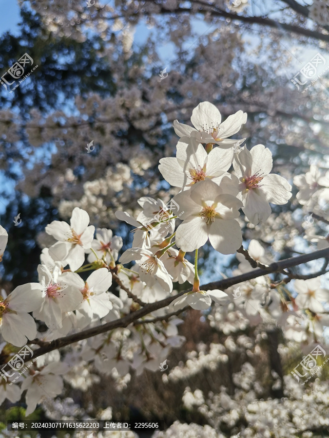 白樱花