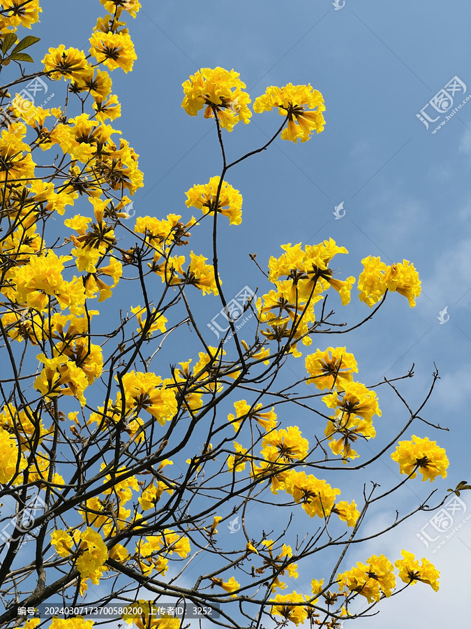 东莞松山湖黄花风铃木