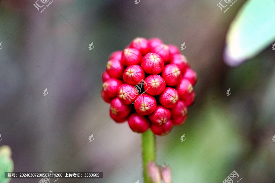 红色的花果子