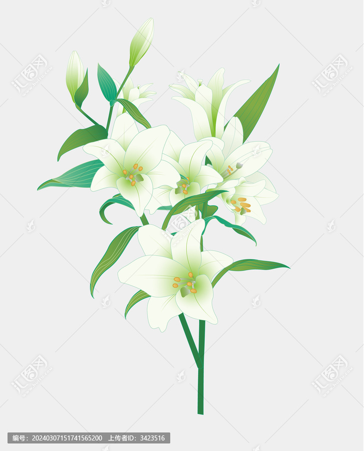 矢量百合花