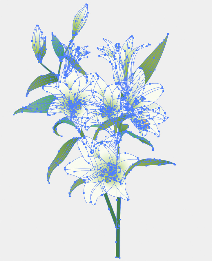 矢量百合花