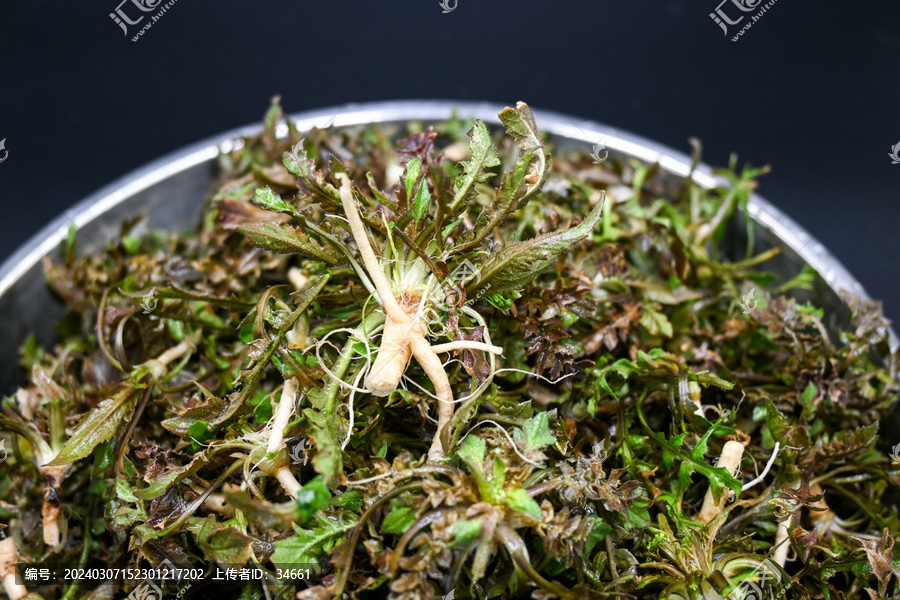 春天挖荠菜新鲜绿色野菜特写