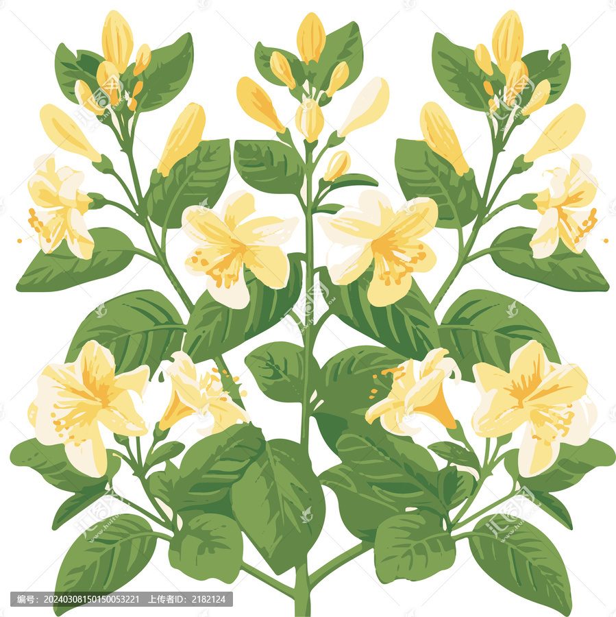 金銀花矢量圖