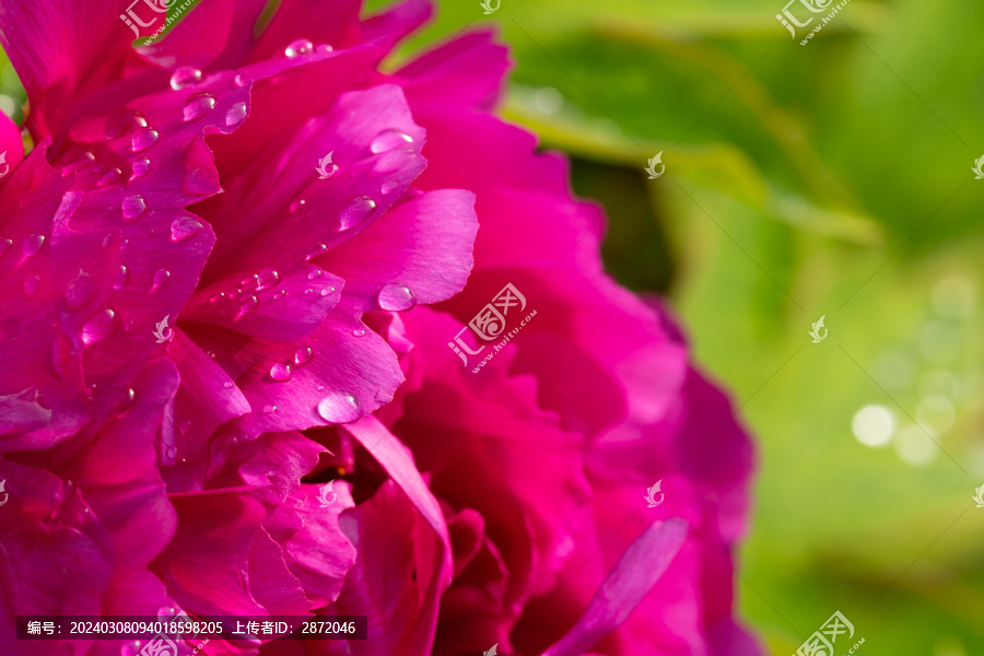 雨露牡丹花瓣