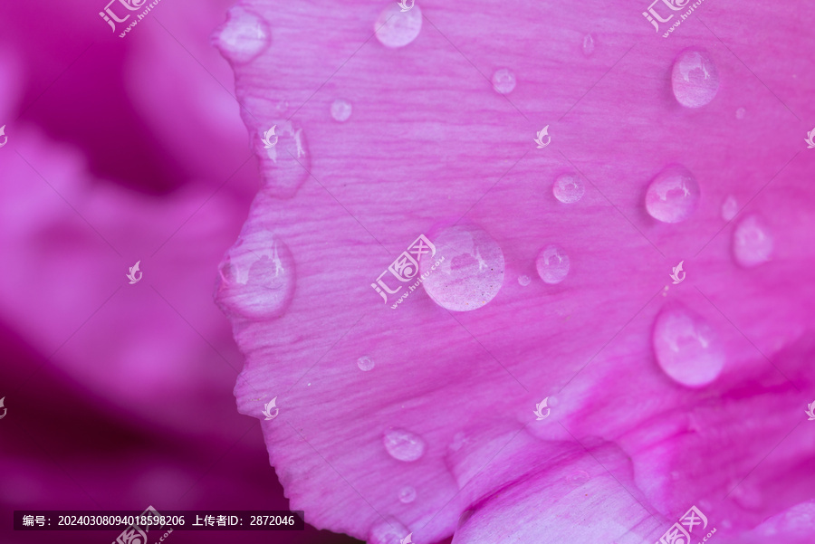 雨露牡丹花瓣