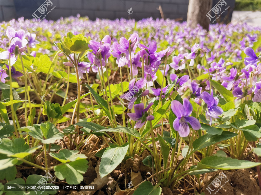 紫花地丁