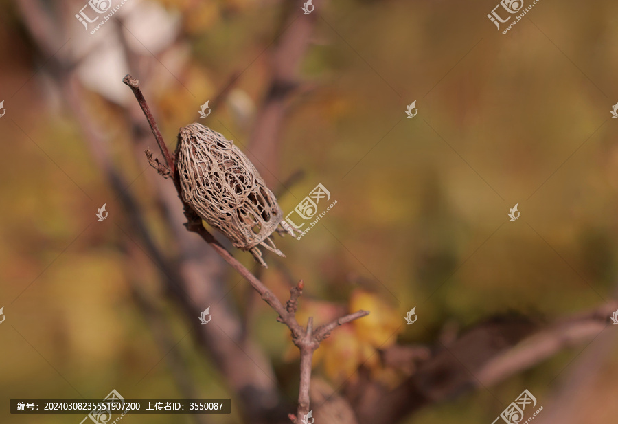 迎春花