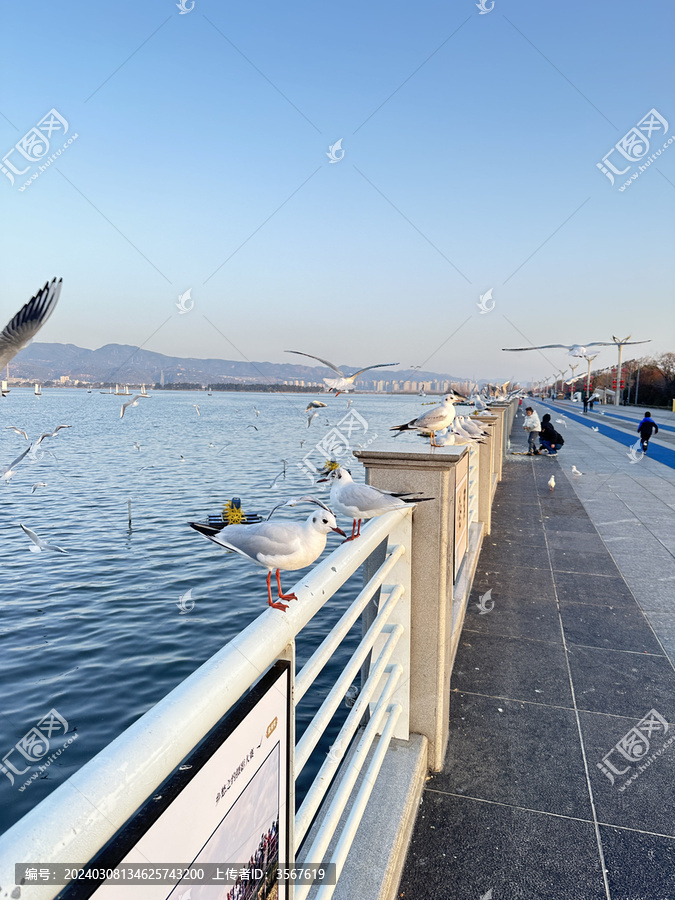 滇池大坝红嘴鸥